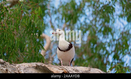 Australische Radjah Brandgänse, gemeinhin als Burdekin Enten bekannt, sitzt auf einem Ast Stockfoto