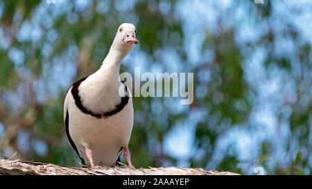 Australische Radjah Brandgänse, gemeinhin als Burdekin Enten bekannt, sitzt auf einem Ast Stockfoto