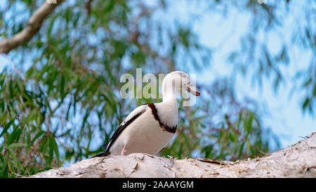 Australische Radjah Brandgänse, gemeinhin als Burdekin Enten bekannt, sitzt auf einem Ast Stockfoto