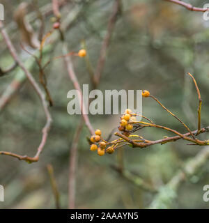 Orange Herbst Beeren der Whitebeam/Sorbus aria (Tho. kann eine Vielzahl werden). Heilpflanze Whitebeam einmal in pflanzliche Heilmittel verwendet. Stockfoto