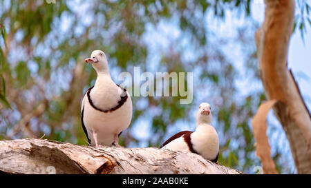 Australische Radjah Brandgänse, gemeinhin als Burdekin Enten bekannt, sitzt auf einem Ast Stockfoto