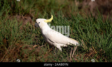 Schwefel-Crested white Cockatoo versteckt im Gras Stockfoto