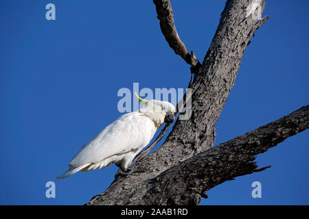 Schwefel-Crested white Cockatoo sitzen auf einem Ast Stockfoto
