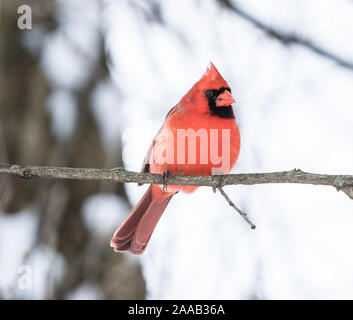 Einen schönen männlichen Nördlichen Kardinal (CARDINALIS) auf Ast auf verschneiter Tag. Stockfoto