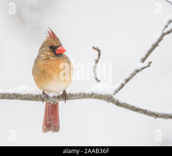 Einen schönen weiblichen Nördlichen Kardinal (Cardinalis cardinalis) auf Ast auf verschneiter Tag. Stockfoto