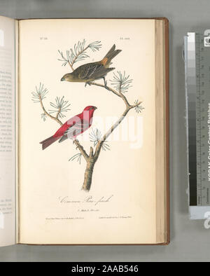 Pine Grosbeak [Beschreibung]. Corythus Enucleator. [Misbound Platten: Pl. 199 folgt Pl. 200]; Gemeinsame Kiefer - Finch. 1. Männlich. 2. Frau. Stockfoto