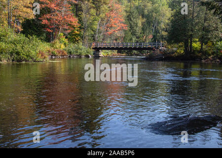 Herbstfarben im Wald in der Nähe des Ottawa River Bridge in Muskoka Ontario Stockfoto