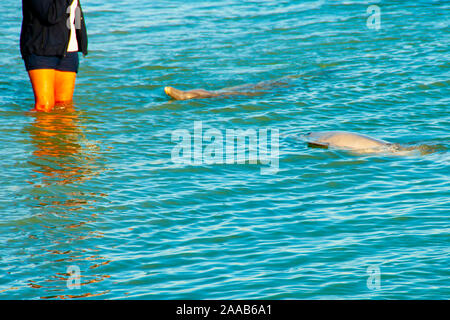 Wilde Delphine - Monkey Mia - Australien Stockfoto