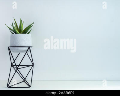 Cactus pot. Konkrete Topf mit Abstellfläche. Grün sukkulente Pflanze in der modernen ständigen Pflanzmaschine auf weißem Hintergrund mit Kopie Raum isoliert. Stockfoto