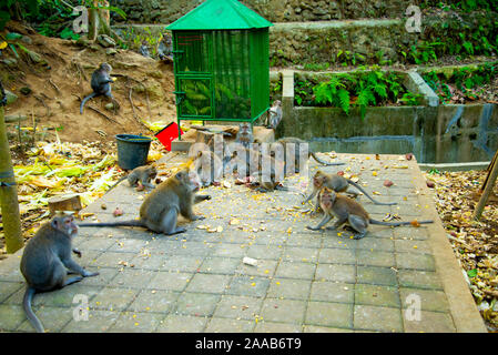 Affenwald von Ubud - Bali - Indonesien Stockfoto