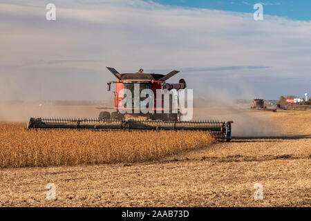 Valley City, North Dakota - Mähdrescher bei der Ernte von Sojabohnen Noeske Saatgut Farm. Die Sojabohnen werden durch Unternehmen, die Saatgut für das nächste Jahr ist die Ernte verkauft werden. Stockfoto