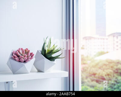 Cactus pot. Konkrete pot. Grün und rosa Sukkulenten in modernen geometrischen konkrete Pflanzer auf weißen Holzregal in der Nähe der Fenster. Stockfoto