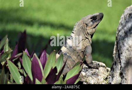 Leguan ruht auf Felsen Stockfoto