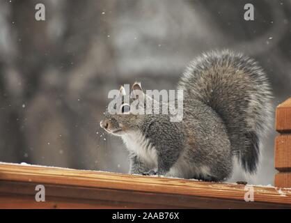 Eichhörnchen auf Geländer im Schnee Stockfoto