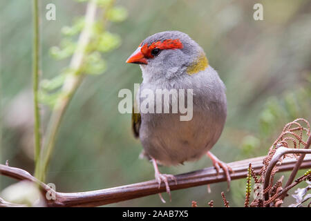 Rot-browed Finch Stockfoto