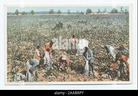 1907-1908. Erste Serie mit geteilten Rücken (für Nachricht und Adresse) ausschließlich.; Baumwollpflücker im Feld Stockfoto