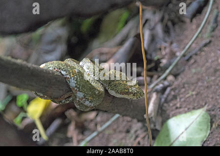 Wimpern Viper in einer Cloud Forest Tree in der mistico Arenal Hängebrücken Park in Costa Rica Stockfoto