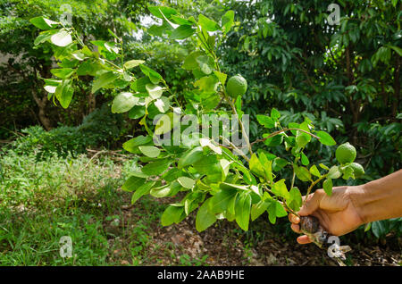 Key Lime Plant Stockfoto