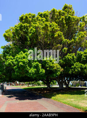 Großen Ficus macrophylla Moreton Bay Bild oder australischen Banyan, einem großen immergrünen banyan Baum der Familie Moraceae für Schatten auf dem Bürgersteig gewachsen. Stockfoto