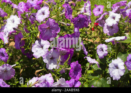 Fröhliche Einzel rosa lila und weißen Blumen der jährlichen Petunien Familie der Solanaceae blühen in einer massierten Cottage Garden Bed im Frühsommer. Stockfoto