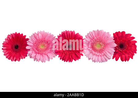 Rot und Rosa Gerbera Blumen auf weißem Hintergrund isoliert closeup, Gerber Blumen dekorativer Bordüre, Gänseblümchen Kopf Draufsicht, florales Muster, Rahmen Stockfoto