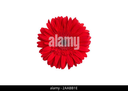 Eine rote Gerbera Blumen auf weißem Hintergrund, orange Gerber Blume Makro, Daisy Kopf Draufsicht, dekorative Botanischen floralen Muster Stockfoto
