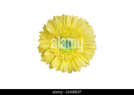 Eine gelbe Gerbera Blumen auf weißem Hintergrund closeup, single orange Gerber Flower, Daisy Kopf Draufsicht, dekorative Blumen muster Design Stockfoto