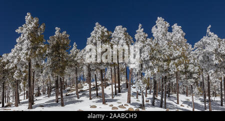 Kiefern im Schnee, Mt. Lemmon, Tucson, AZ Stockfoto