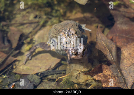 Blick von oben auf die amerikanischen Kröten im Teich der Paarung. Stockfoto