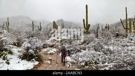 Sabino Canyon Saguaros im Schnee, Tucson, Arizona Stockfoto