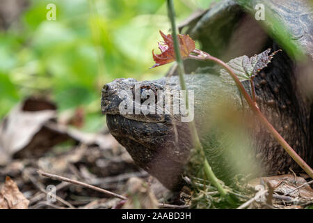 Nahaufnahme des Gemeinsamen Snapping Turtle Stockfoto