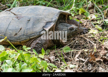 In der Nähe von alten snapping Turtle als geht er zurück zu seinem Teich. Stockfoto