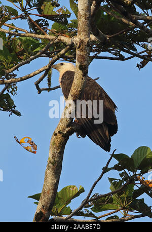 White-bellied sea - Adler (Haliaeetus leucogaster) Unreife auf Zweig Kiunga, Papua-Neuguinea Juli gehockt Stockfoto