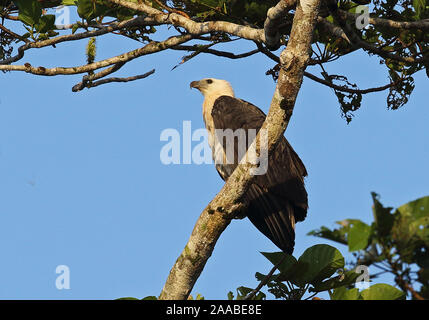 White-bellied sea - Adler (Haliaeetus leucogaster) Unreife auf Zweig Kiunga, Papua-Neuguinea Juli gehockt Stockfoto