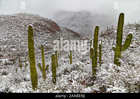 Sabino Canyon Saguaros im Schnee, Tucson, Arizona Stockfoto