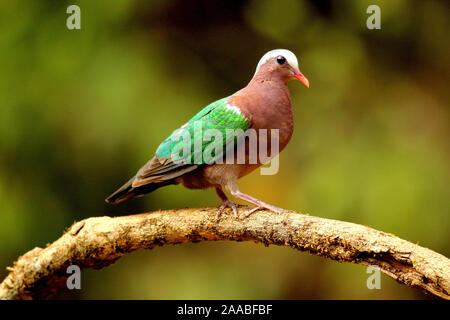 Emerald Taube, chalcophaps Indica, Ganeshgudi, Karnataka, Indien Stockfoto