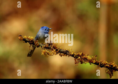 Männliche schwarze Naped Monarch, Hypothymis azurea, Ganeshgudi, Karnataka, Indien Stockfoto