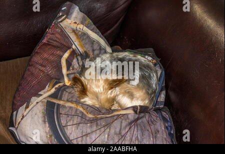 Ein kleines Haustier Hund liegt zusammengerollt auf einer bunten Kissen auf einem braunen Ledersofa Bild mit Kopie Raum im Querformat Stockfoto
