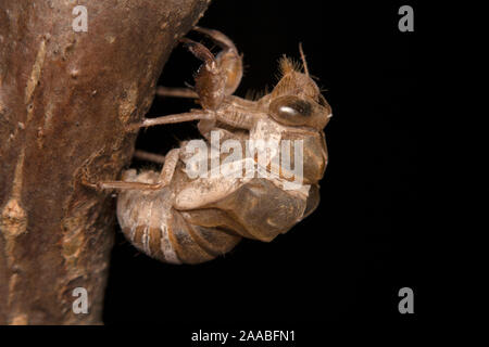 Zikade Nymphe Exoskelett, close-up Stockfoto