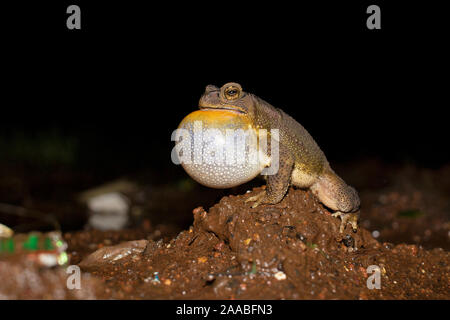 Duttaphrynus melanostictus oder häufig genannten asiatischen Erdkröte, männlich Quaken, Indien Stockfoto