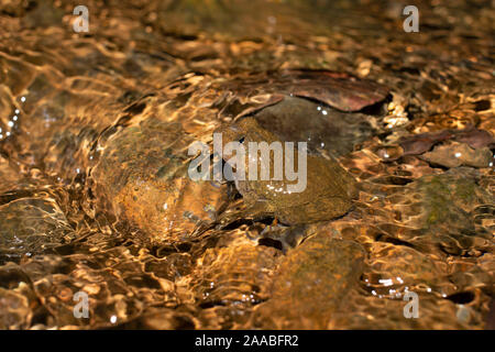 Humayun's zerknittert Frosch, Nyctibatrachus humayuni, endemisch auf der Western Ghats von Indien Stockfoto