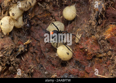 Latrodectus hasselti, Red back spider Mit seinem Ei Säcke, Indien Stockfoto