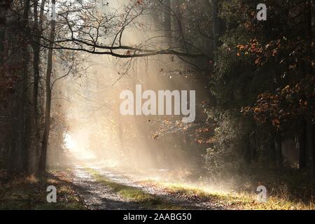 Land straße durch den späten Herbst Wald im Nebel bei Sonnenaufgang nach Regenfällen. Stockfoto