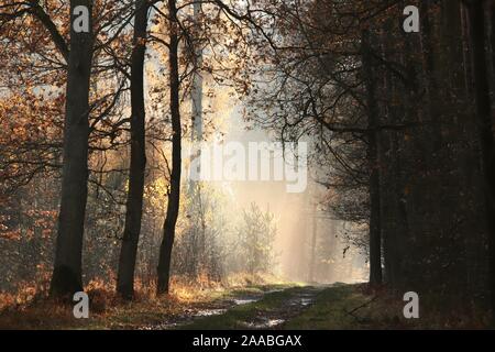 Land straße durch den späten Herbst Wald im Nebel bei Sonnenaufgang nach Regenfällen. Stockfoto