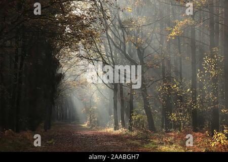 Land straße durch den späten Herbst Wald im Nebel bei Sonnenaufgang nach Regenfällen. Stockfoto