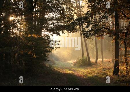 Wald Weg unter den Herbst Eichen beleuchtet von der aufgehenden Sonne bei Nebel. Stockfoto