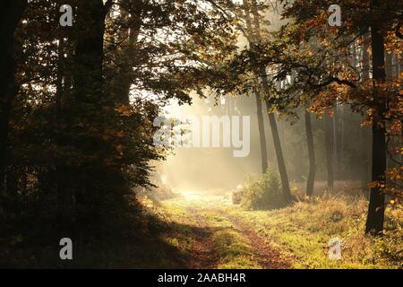 Wald Weg unter den Herbst Eichen beleuchtet von der aufgehenden Sonne bei Nebel. Stockfoto