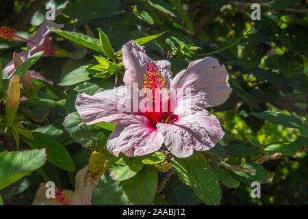 Rosa Hibiskus Blume auf grünes Blatt Hintergrund Stockfoto