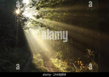 Sonnenstrahlen fallen durch die Eichen in den Wald von morgen Nebel umgeben. Stockfoto