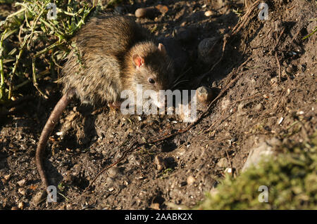 Eine braune Ratte Rattus norvegicus, suchen nach Nahrung auf der Bank am Rande eines Sees in Großbritannien. Stockfoto